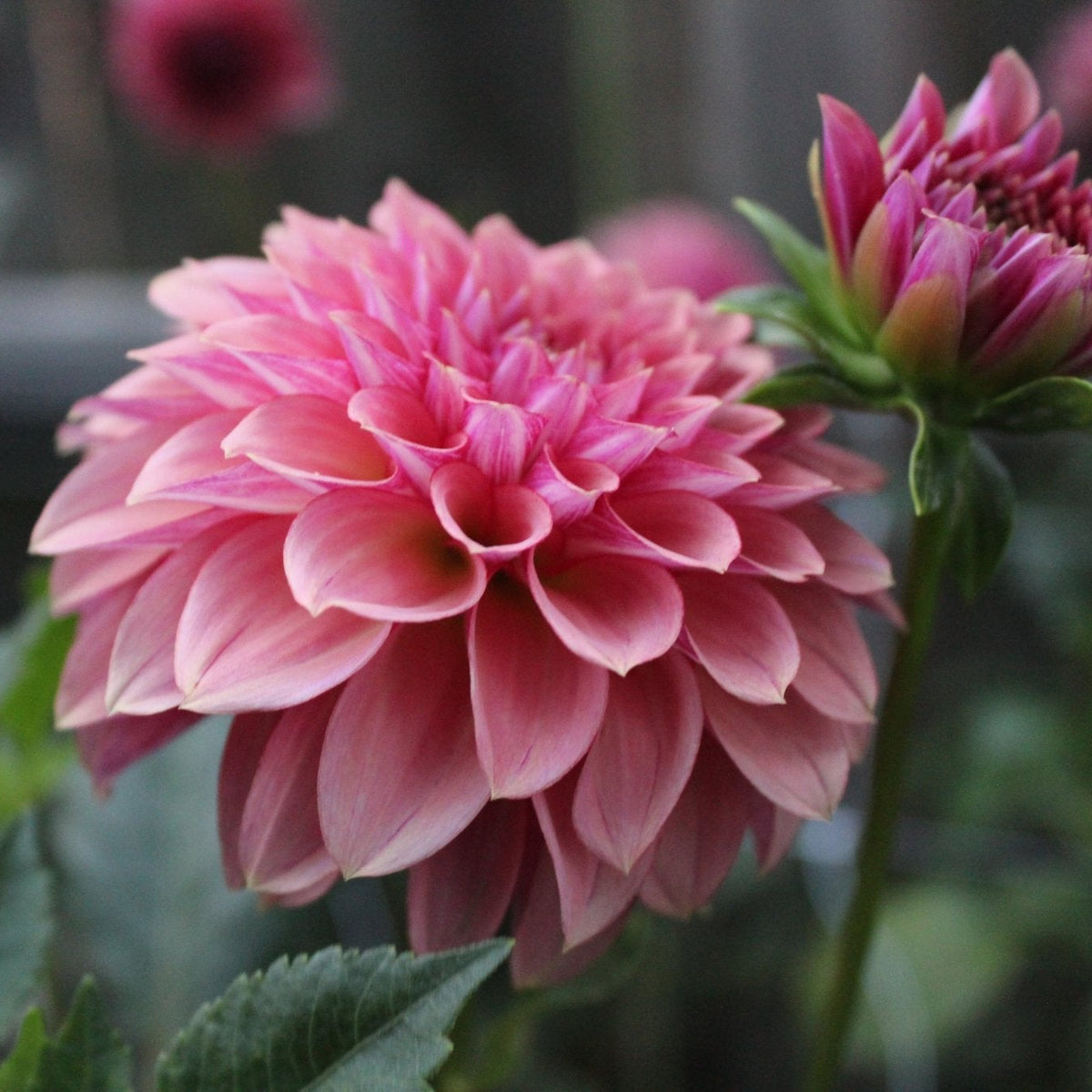 KZ Autumn Gala - Freese Flower Farm