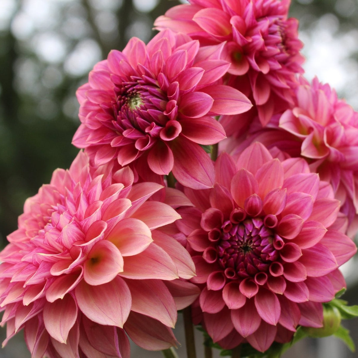 KZ Autumn Gala - Freese Flower Farm