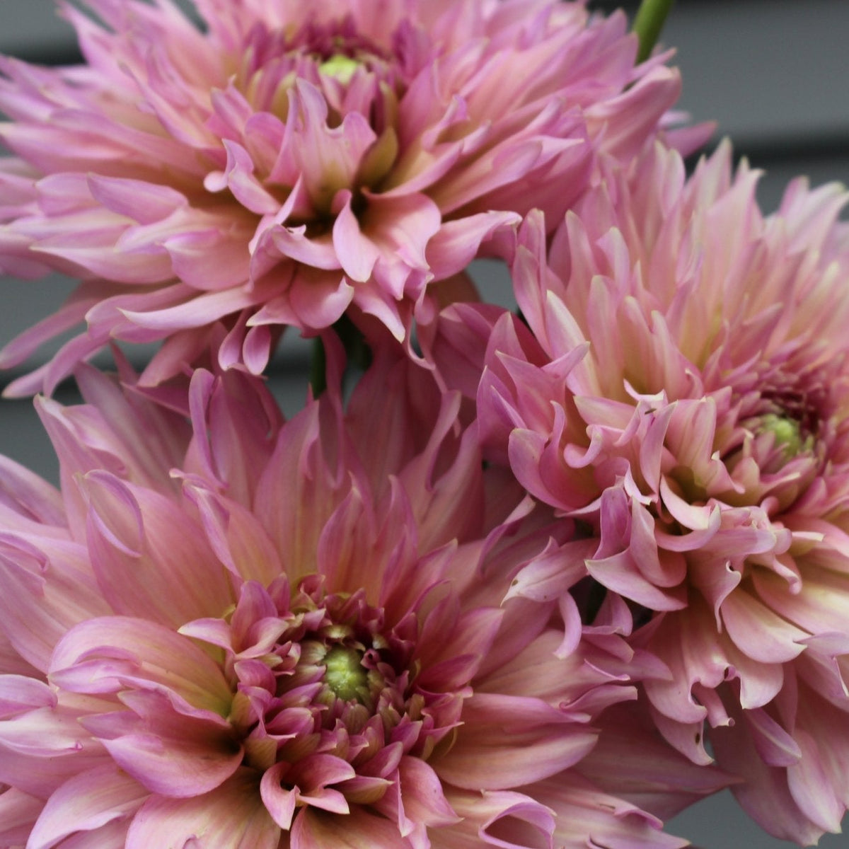 La Belle Epoque - Freese Flower Farm