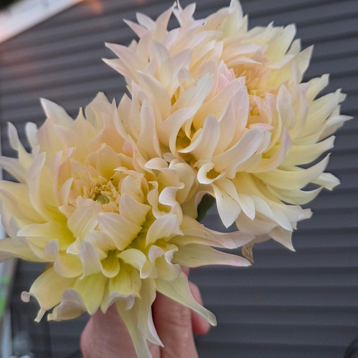 Lakeview Blush - Freese Flower Farm