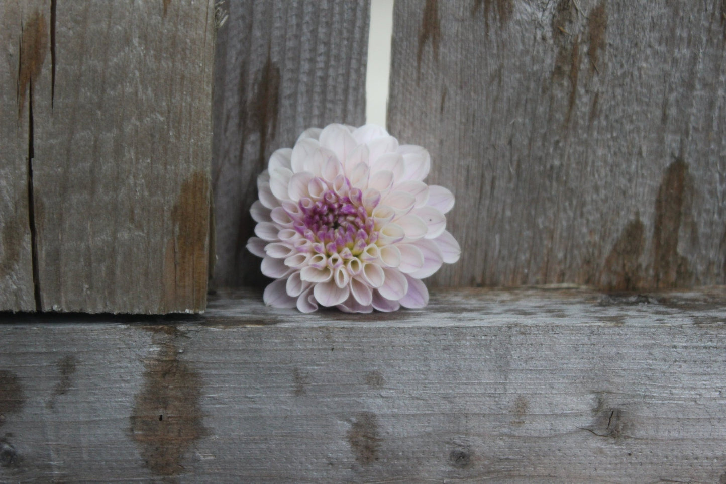 Last Dance - Freese Flower Farm