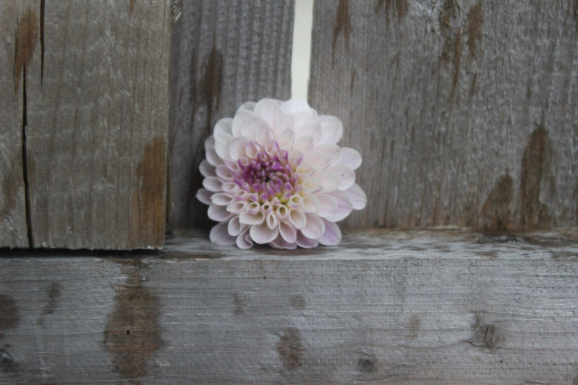 Last Dance - Freese Flower Farm