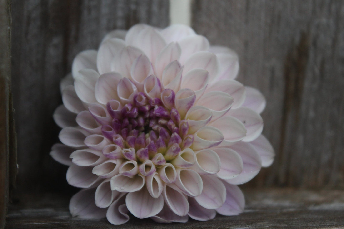 Last Dance - Freese Flower Farm