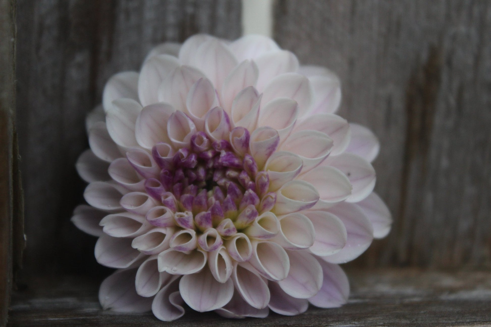 Last Dance - Freese Flower Farm