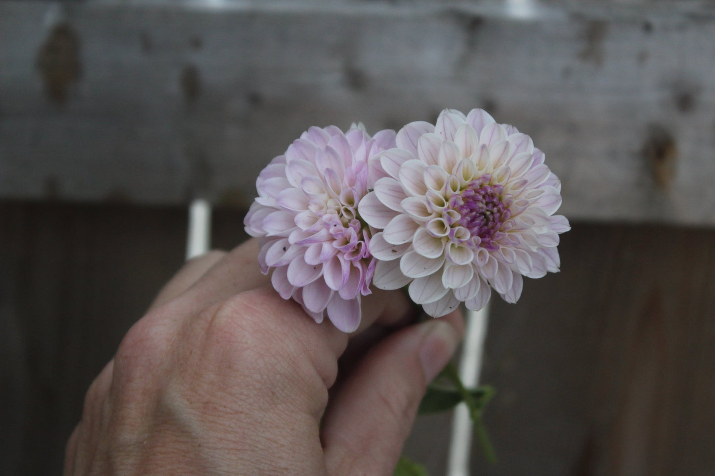 Last Dance - Freese Flower Farm