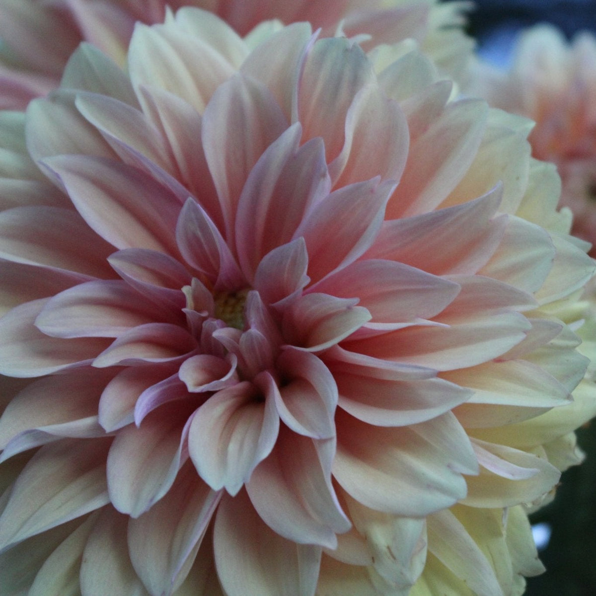 Lee's Blue Sunday - Freese Flower Farm