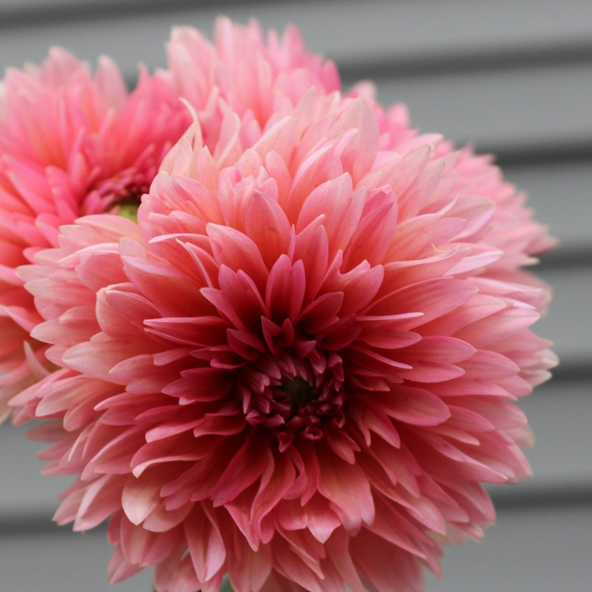 Lee's Canella Fizz - Freese Flower Farm