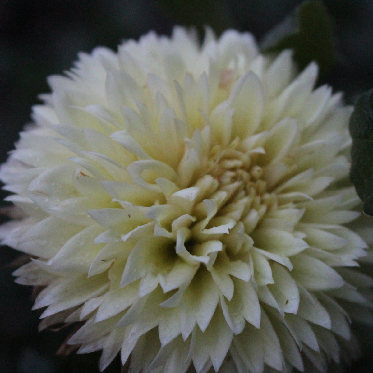 Lee's Casava Fizz - Freese Flower Farm