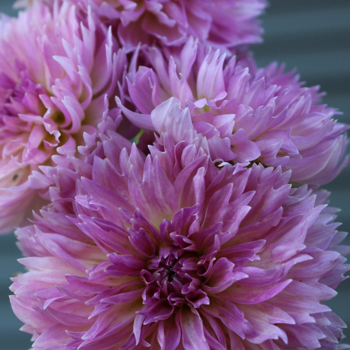 Lee's Dragonfruit Fizz - Freese Flower Farm