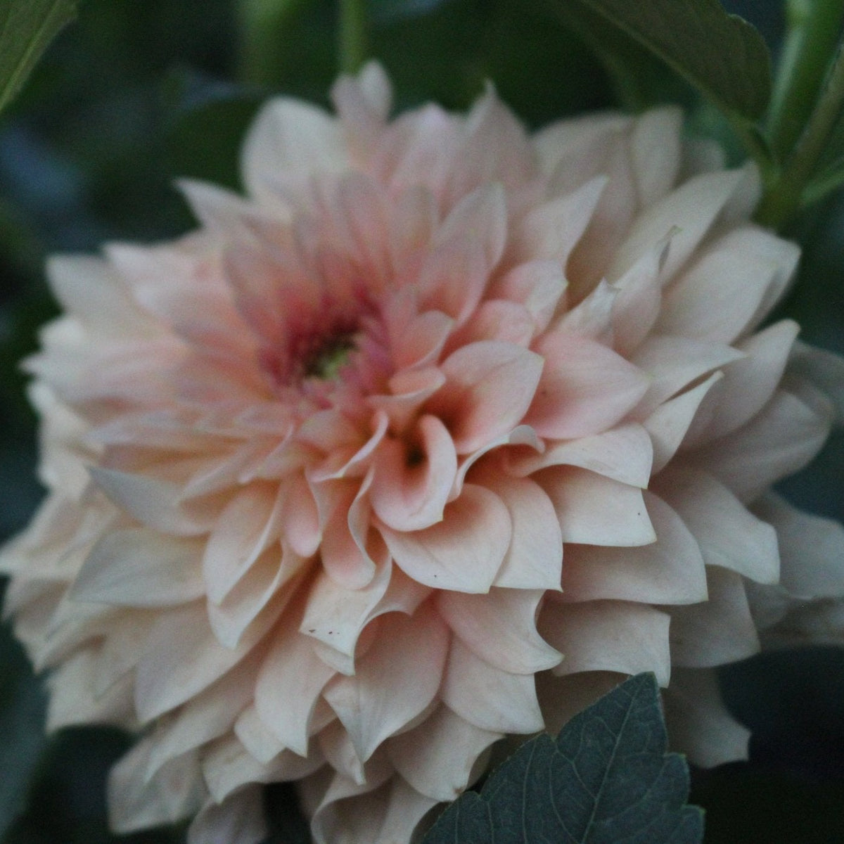 Lee's Fluffy Buffy - Freese Flower Farm