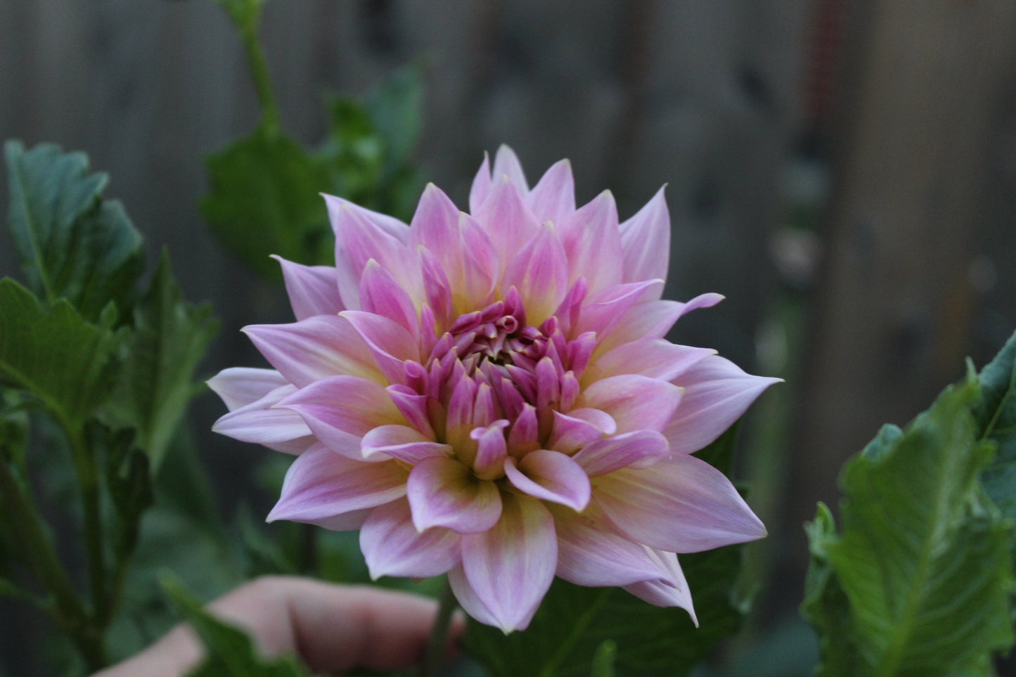 Lee's Grand Budapest - Freese Flower Farm