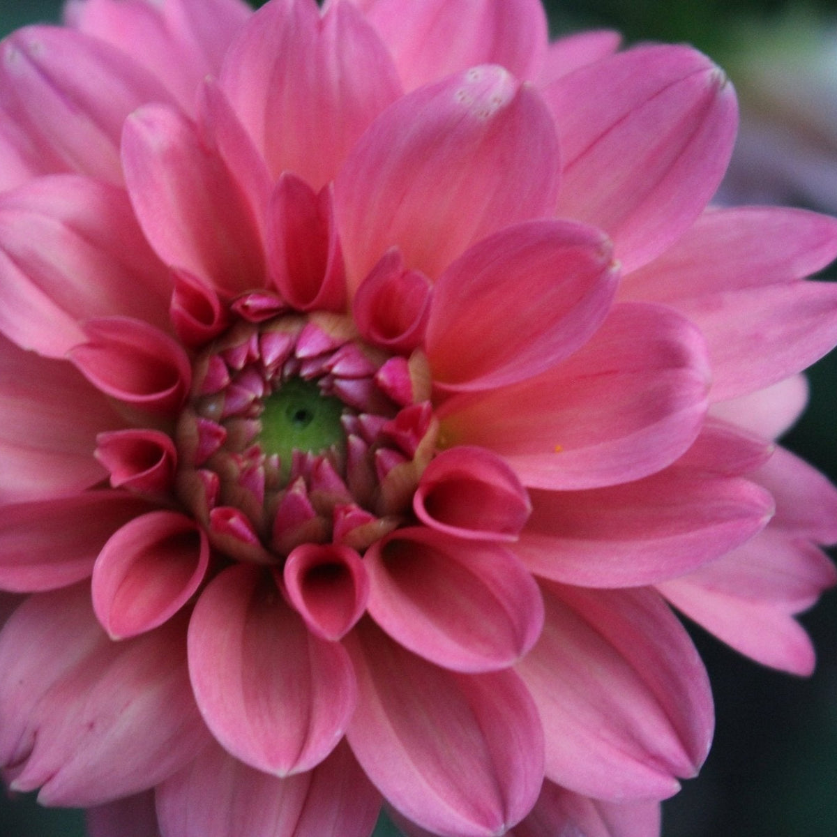 Lee's Greer - Freese Flower Farm
