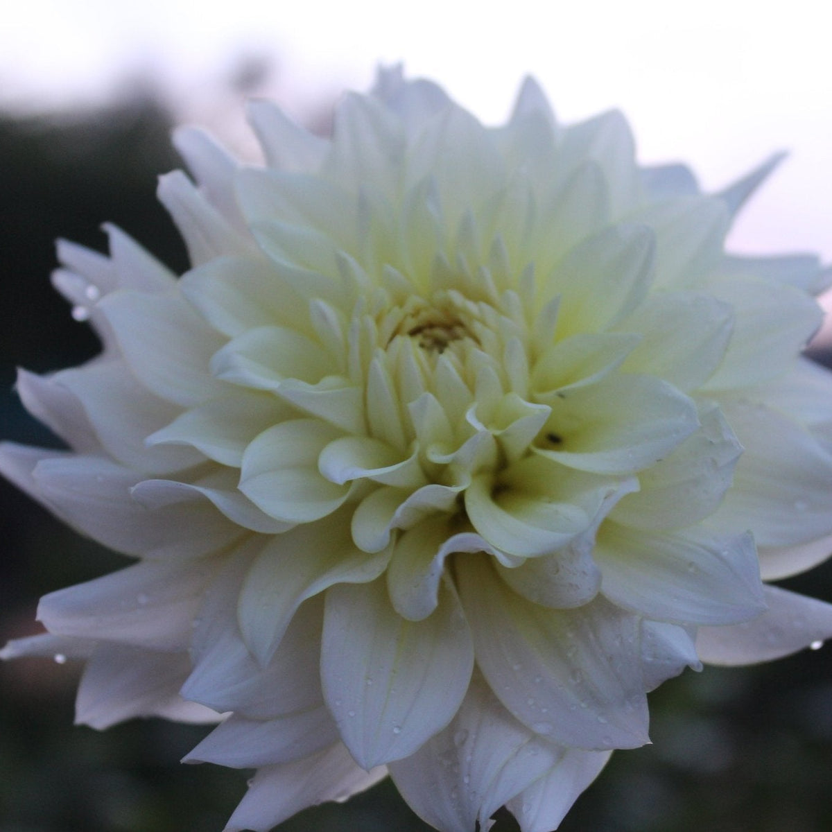 Lee's Halo - Freese Flower Farm
