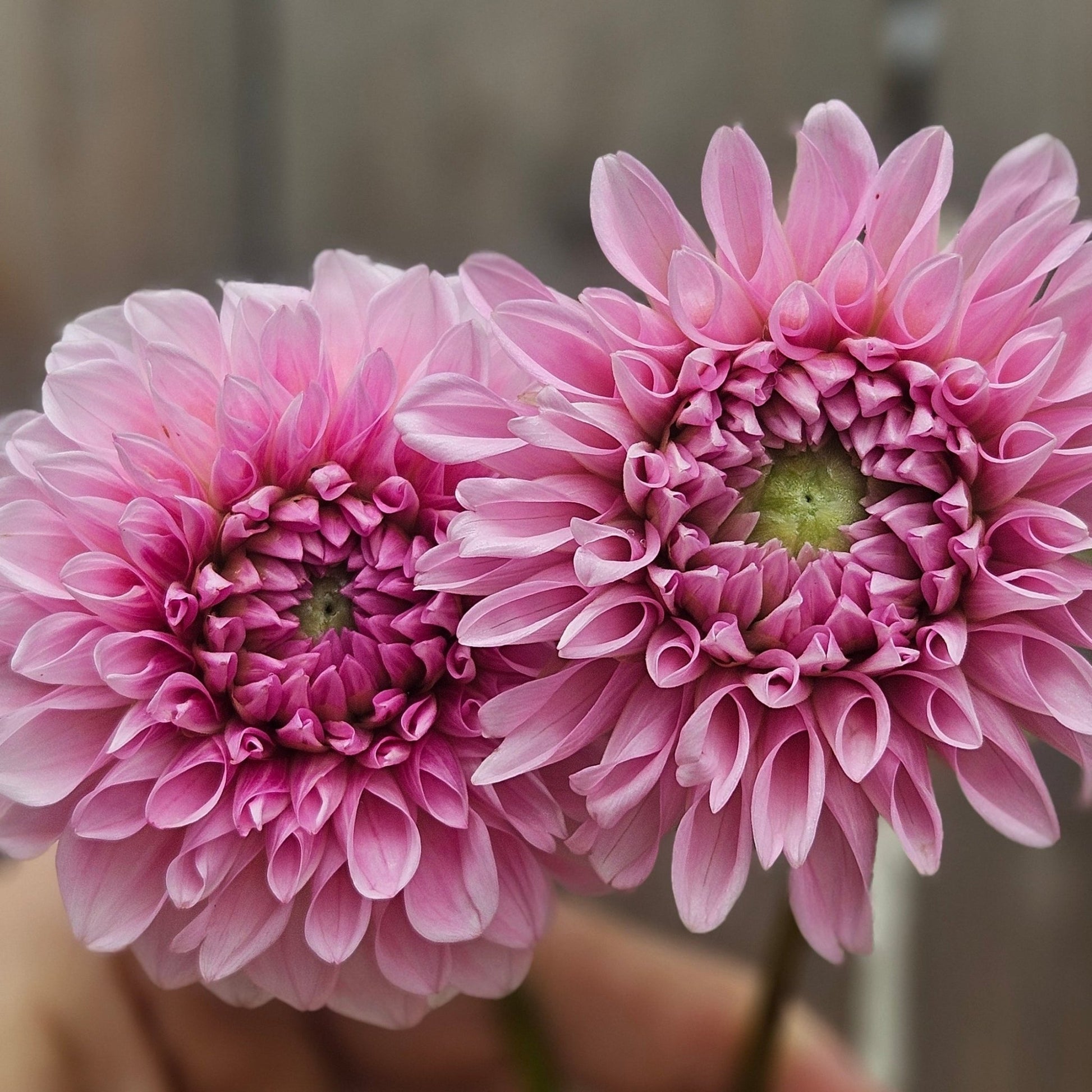 Lee's Hubba Bubba - Freese Flower Farm