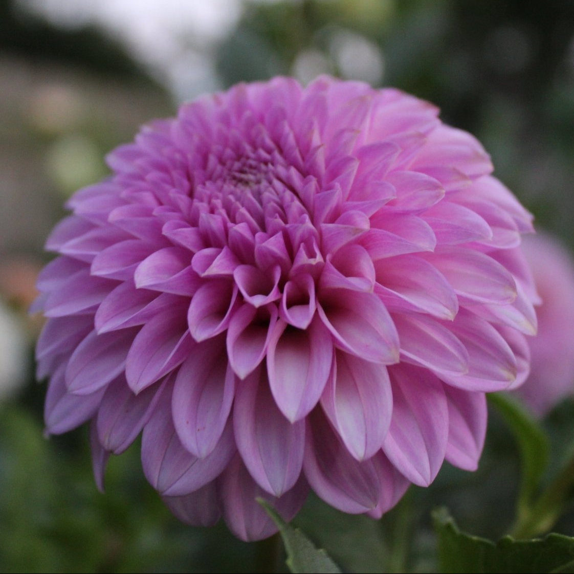 Lee's Hubba Bubba - Freese Flower Farm