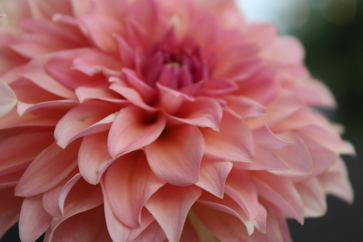 Lee's Peach Paradise - Freese Flower Farm