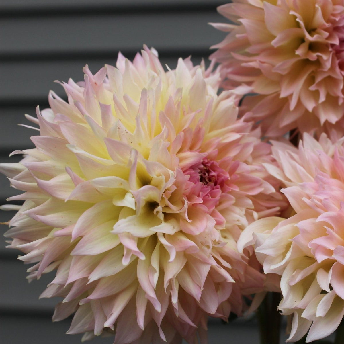 Lee's Pink Grapefruit - Freese Flower Farm