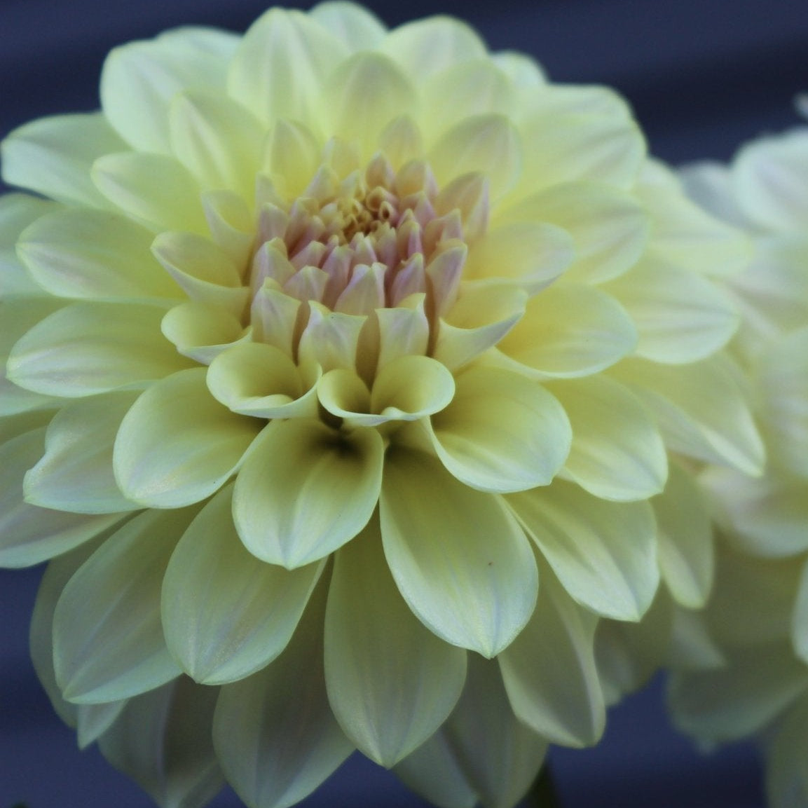 Lee's Primrose Queen - Freese Flower Farm