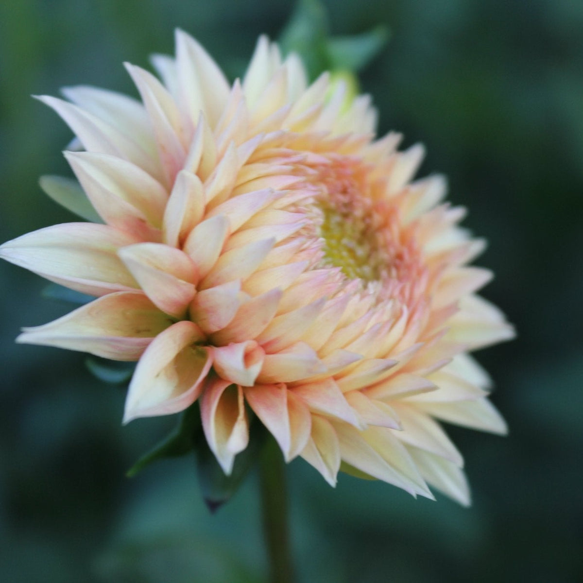 Lee's Apricot Fizz - Freese Flower Farm