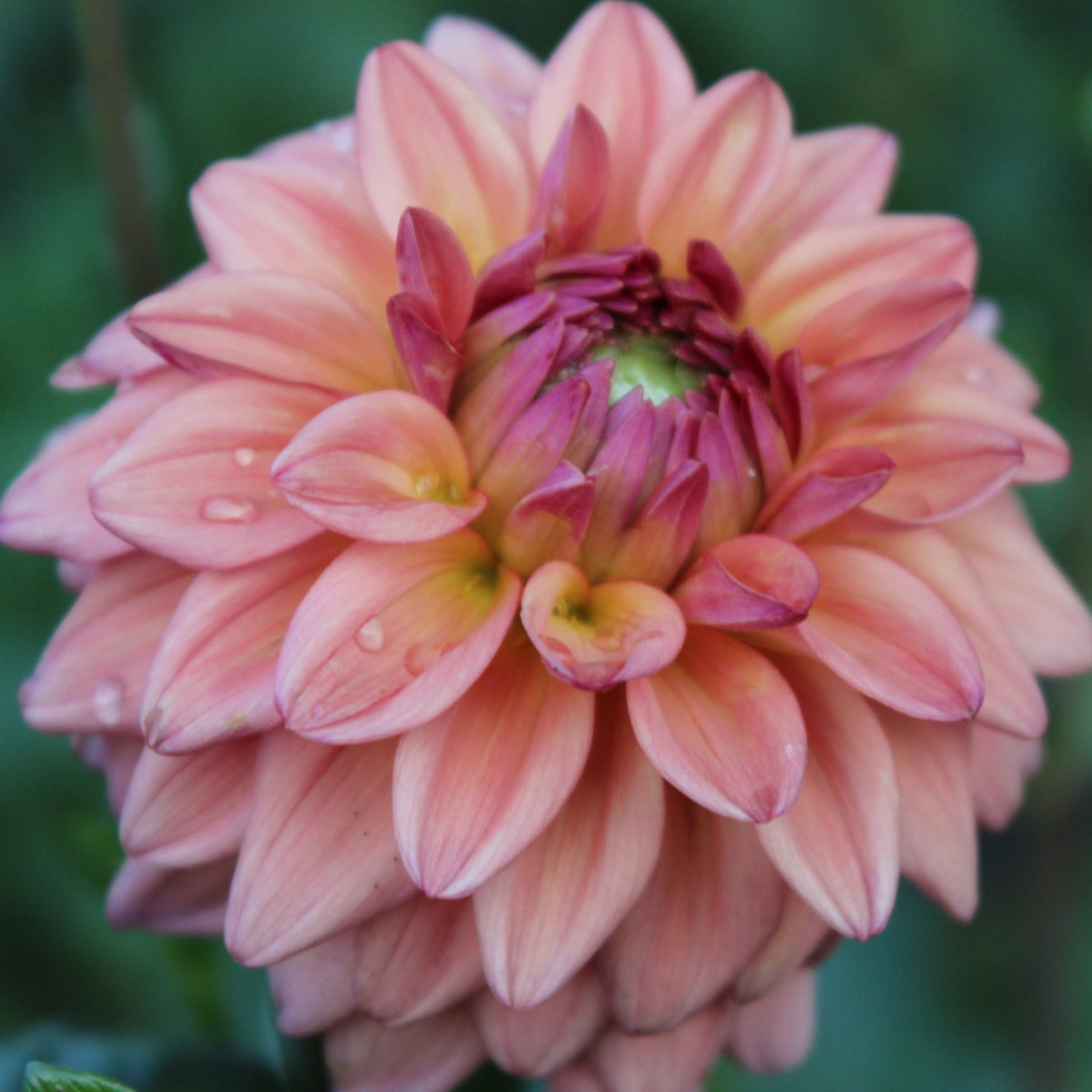 Lee's Fresh Penny - Freese Flower Farm