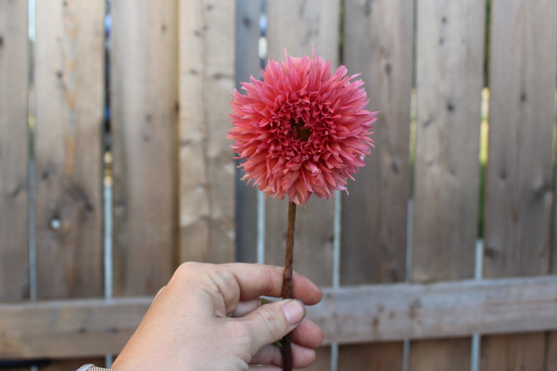 Lee's Strawberry Fizz - Freese Flower Farm