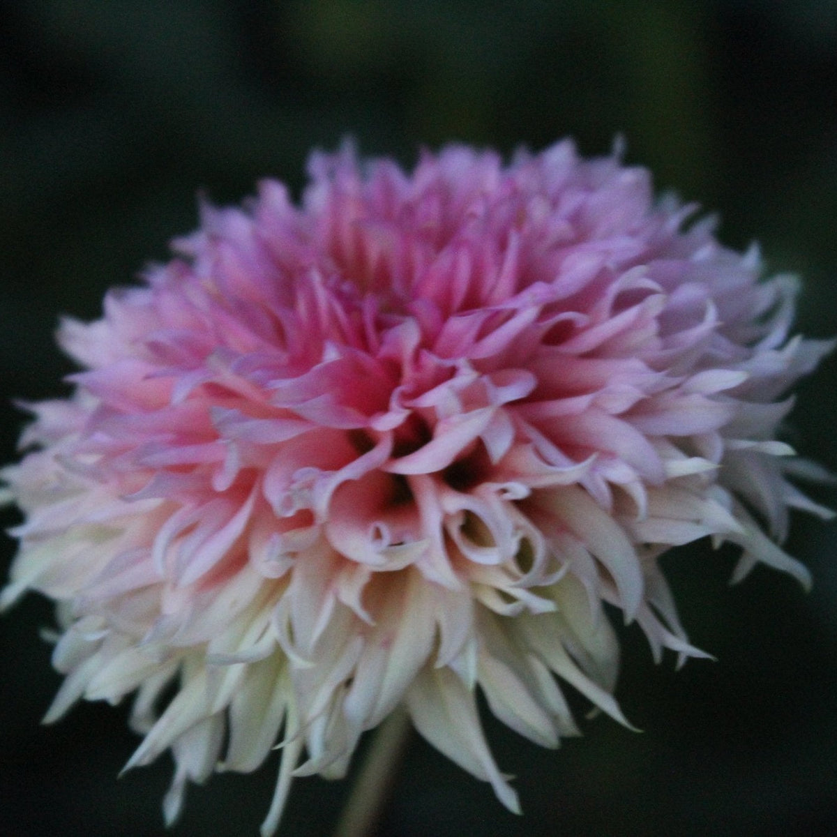 Lee's Strawberry Fizz - Freese Flower Farm