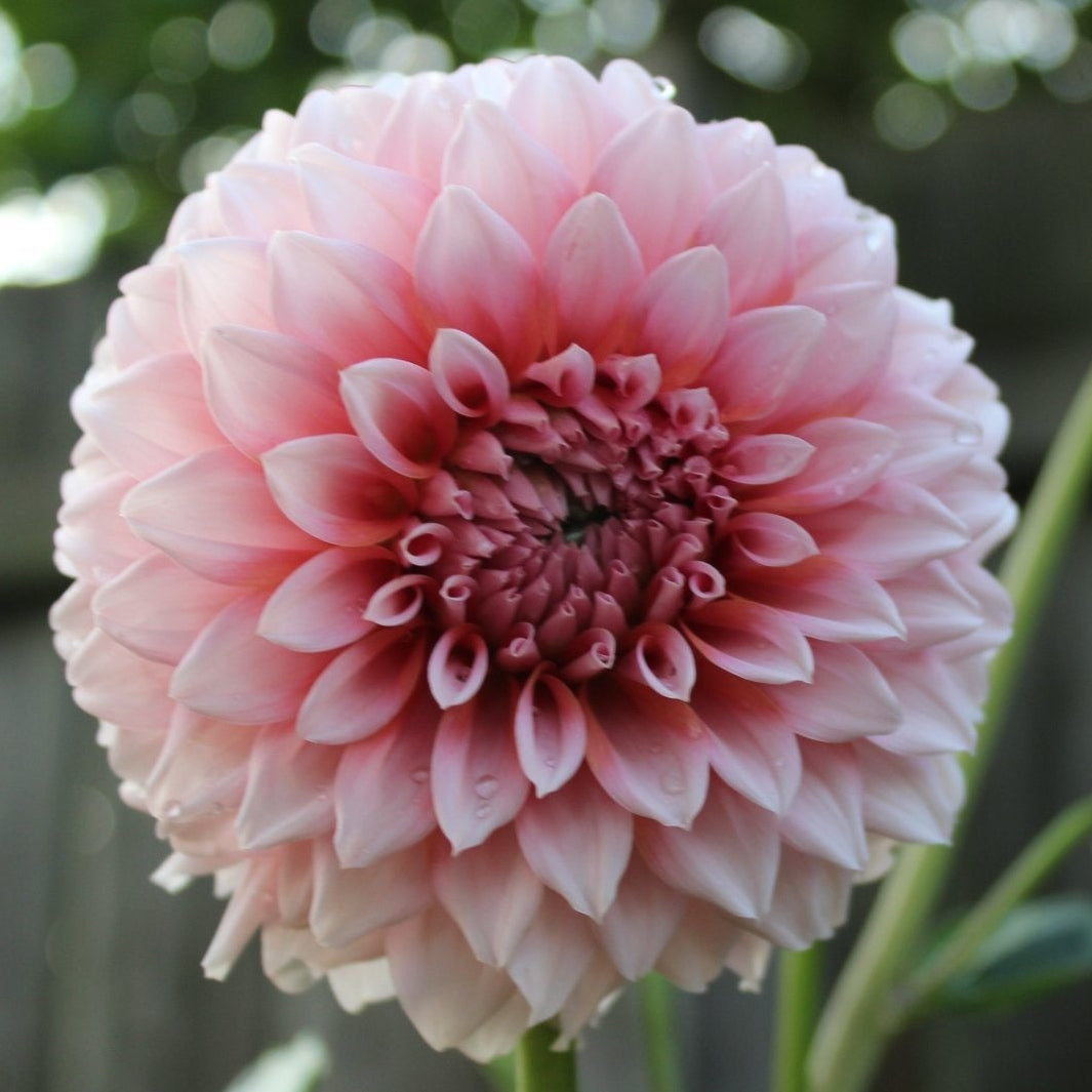 Lee's Two Step - Freese Flower Farm