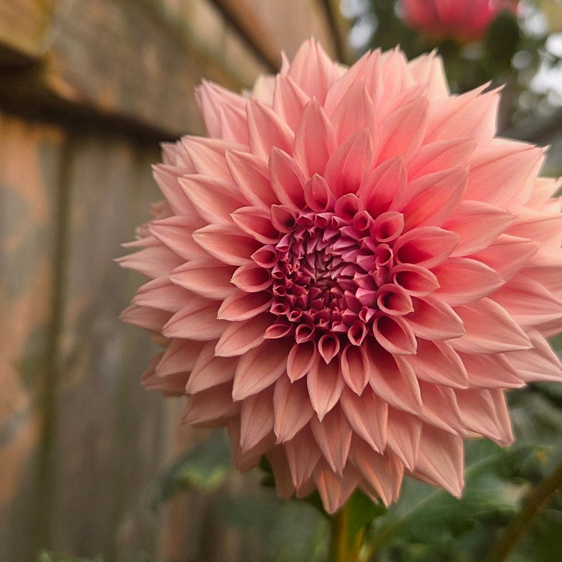 Lee's Swiss Miss - Freese Flower Farm