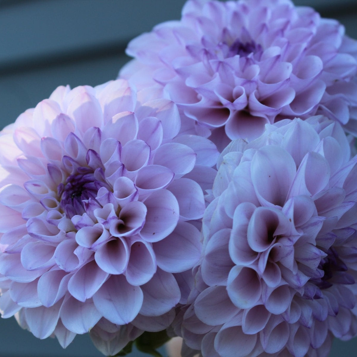 Lee's Unicorn Eye - Freese Flower Farm