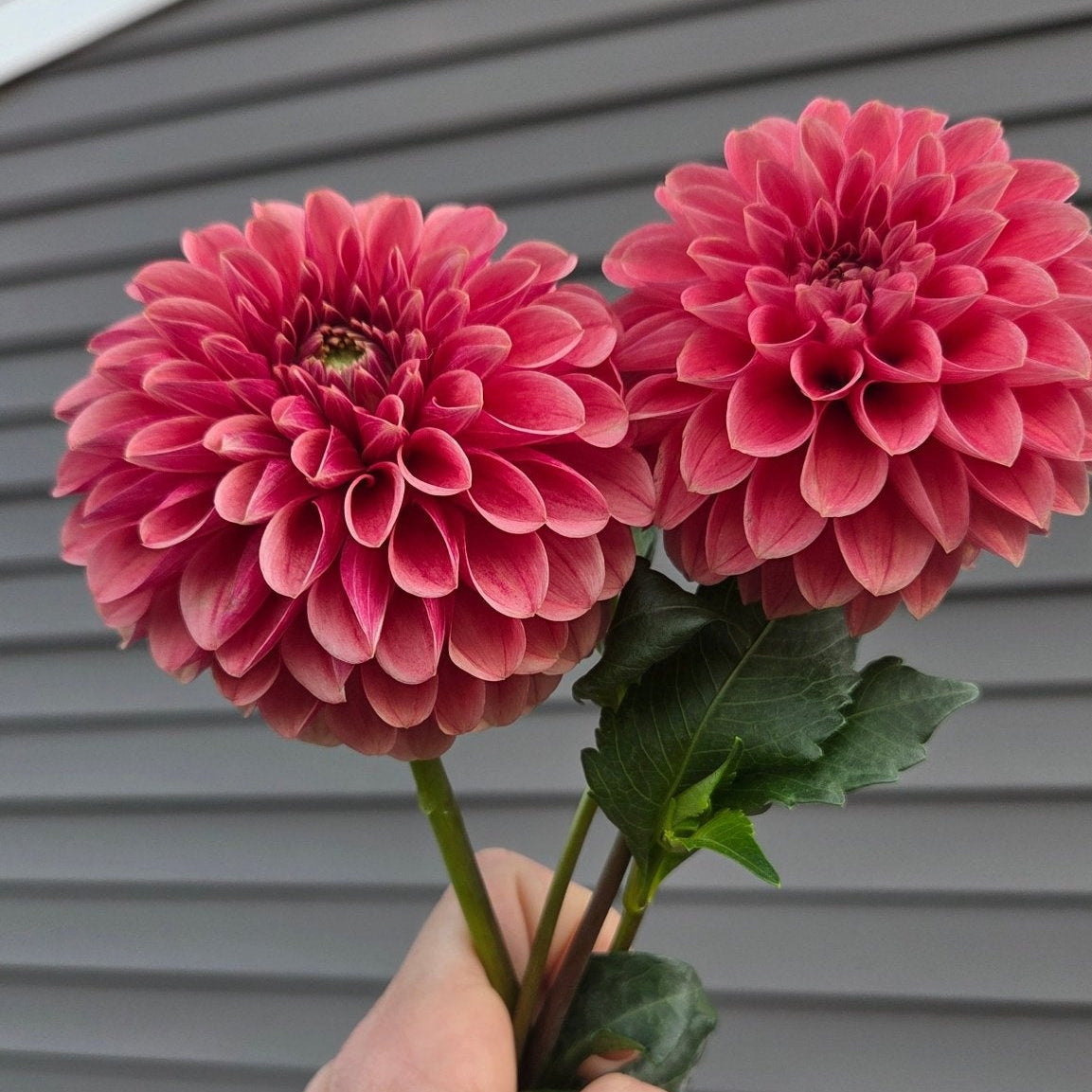 Levi's Blood Moon - Freese Flower Farm