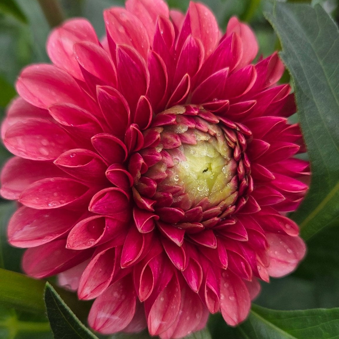 Levi's Blood Moon - Freese Flower Farm