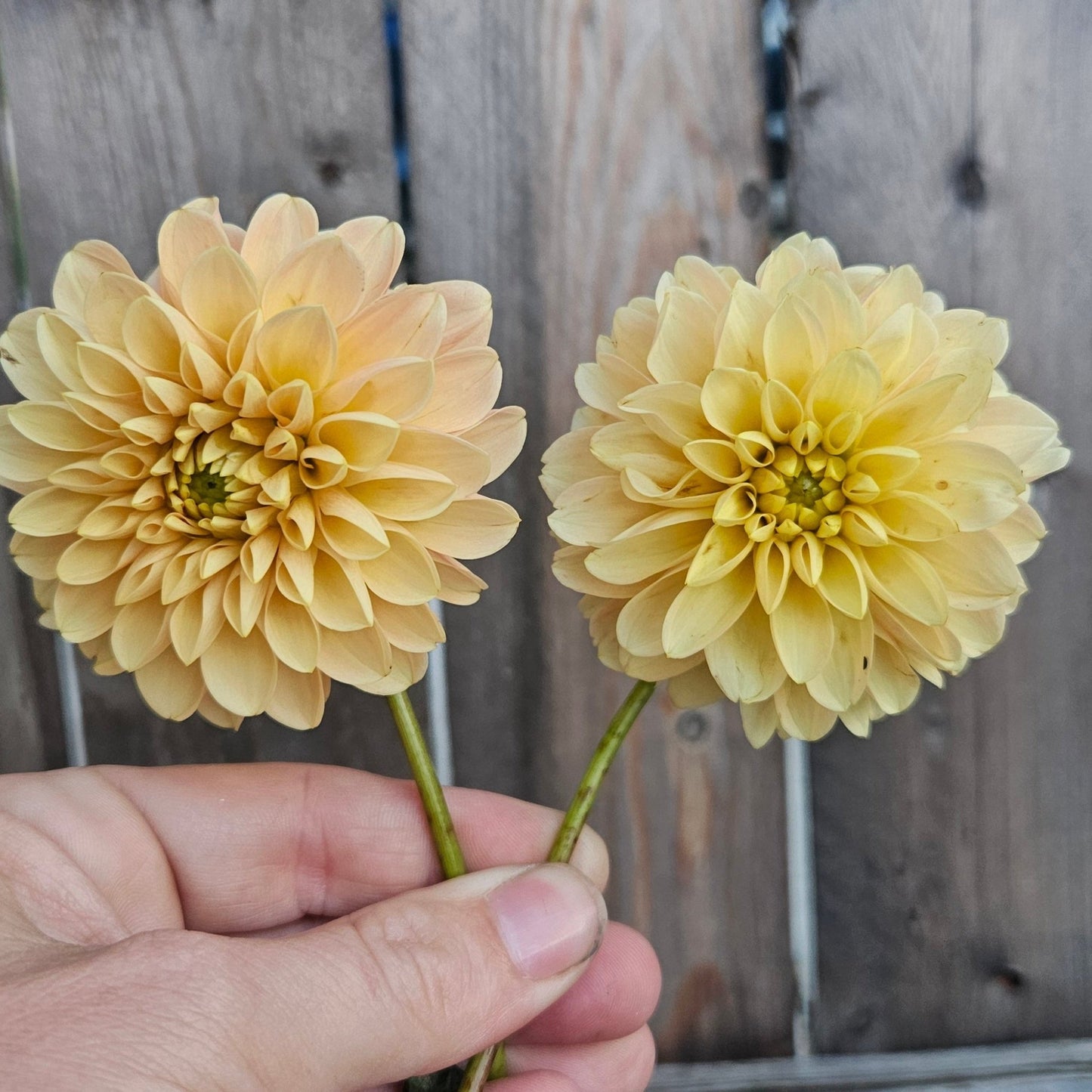 Levi's Cantaloupe - Freese Flower Farm