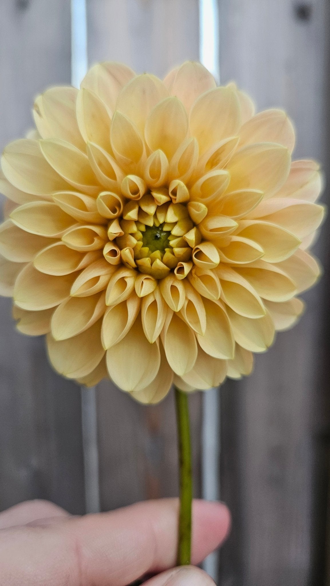 Levi's Cantaloupe - Freese Flower Farm