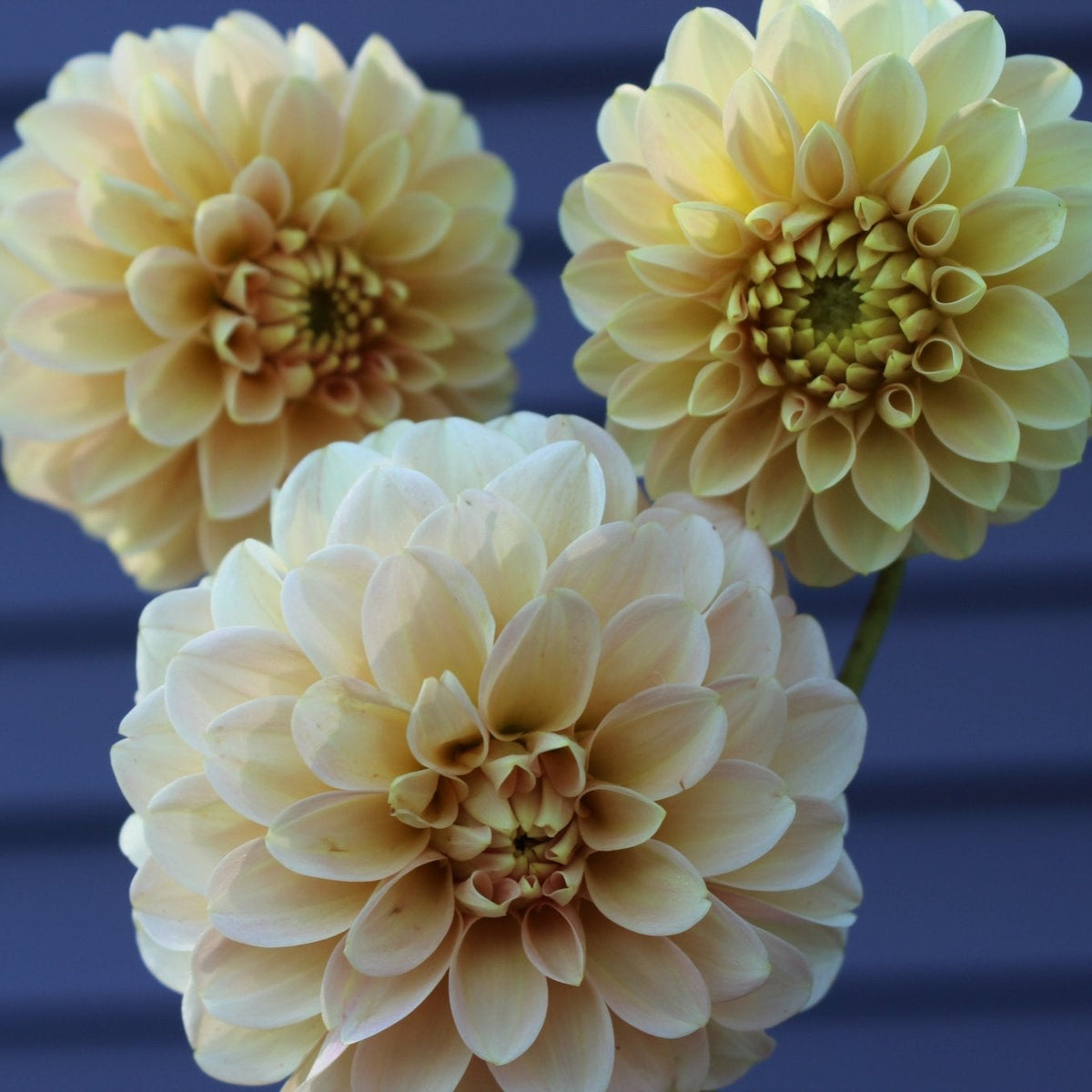 Levi's Cantaloupe - Freese Flower Farm