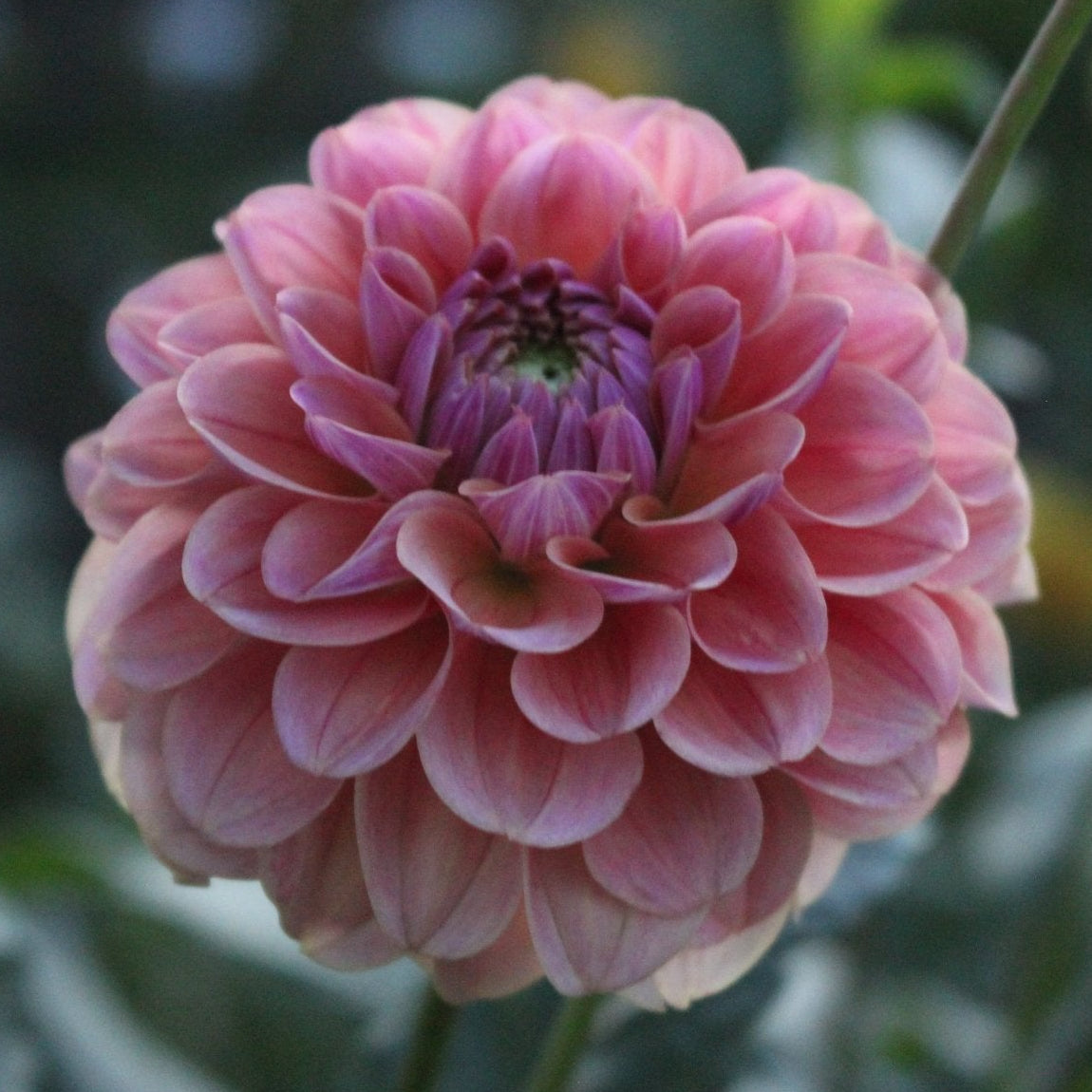 Levi's Carmel - Freese Flower Farm