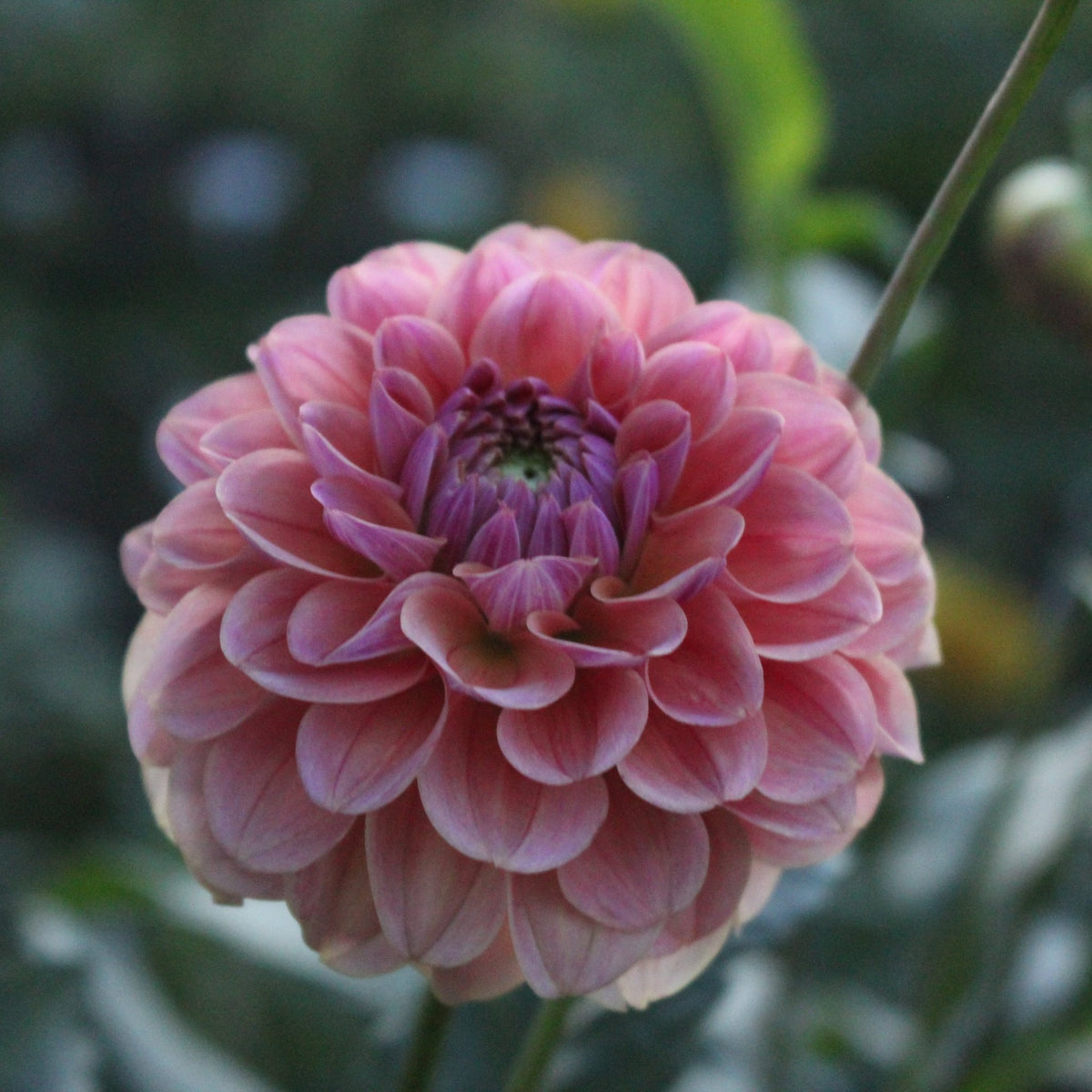 Levi's Caramel - Freese Flower Farm