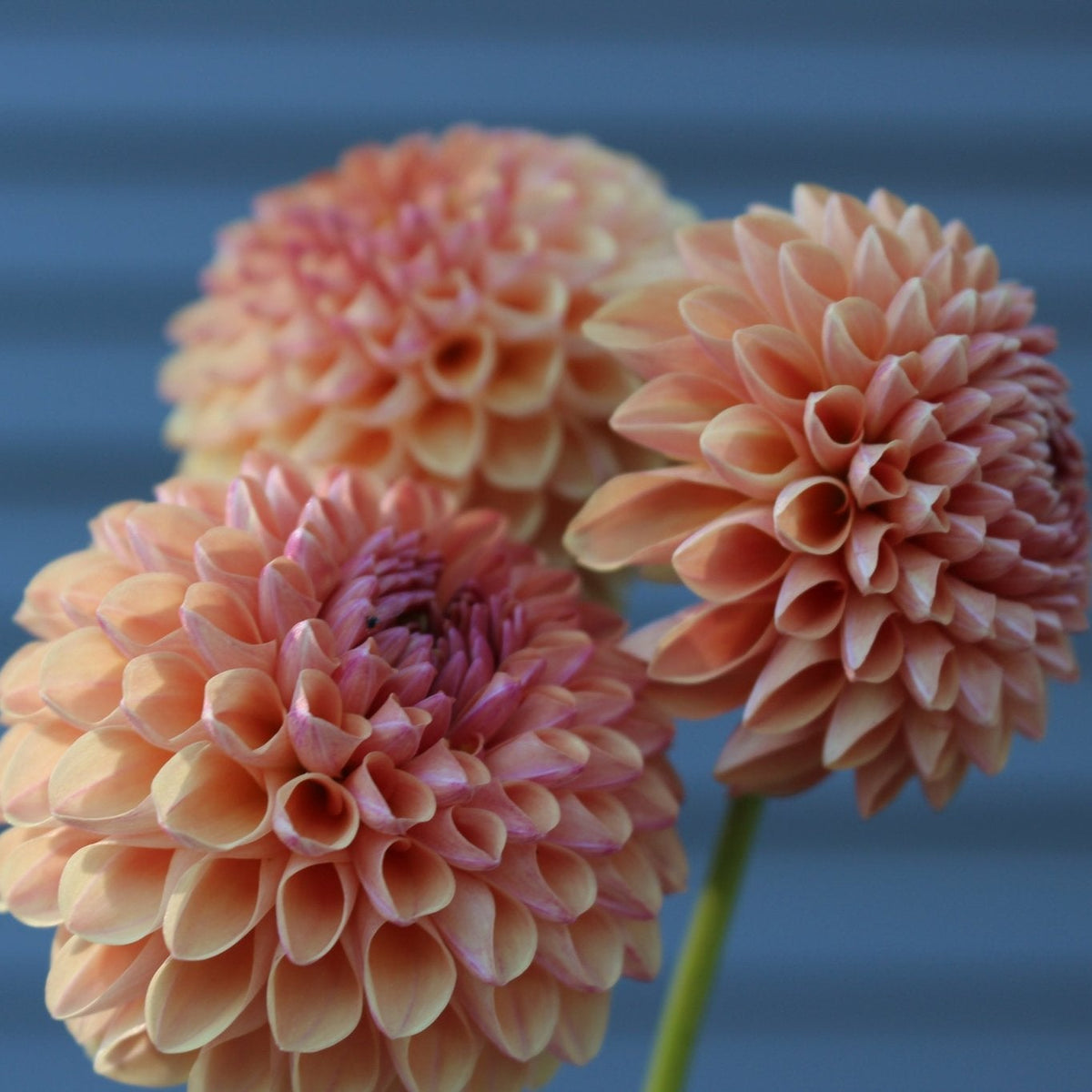 Levi's Fiery Plum - Freese Flower Farm