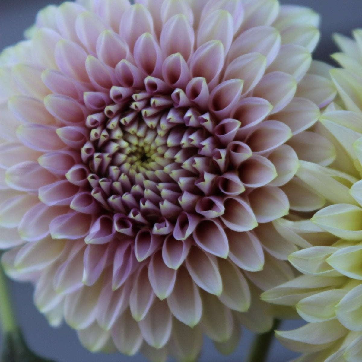 Levi's leprachaun - Freese Flower Farm