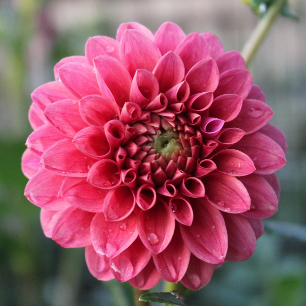Levi's Melon - Freese Flower Farm
