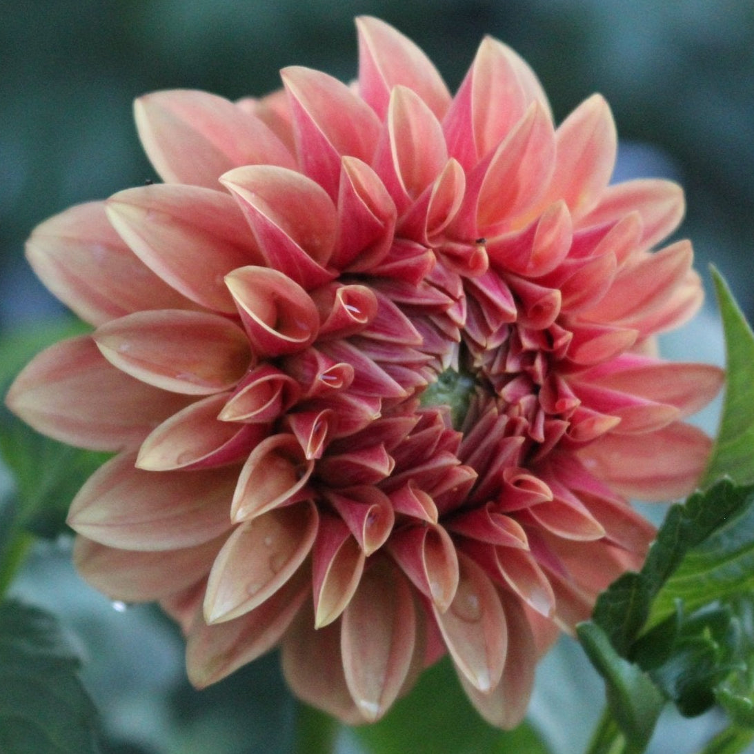 Levi's Nara - Freese Flower Farm