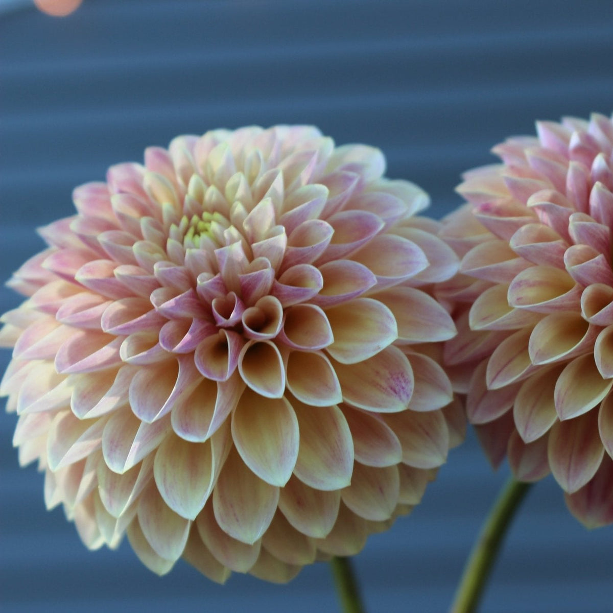 Levi's Sunfire - Freese Flower Farm