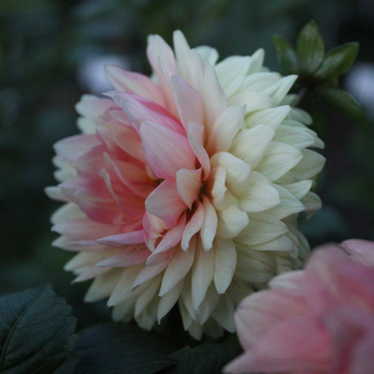 L Hazy - Freese Flower Farm