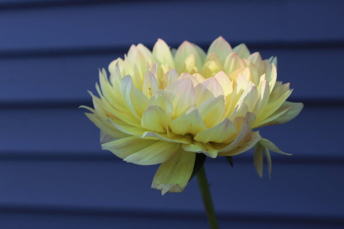 Linna - Freese Flower Farm
