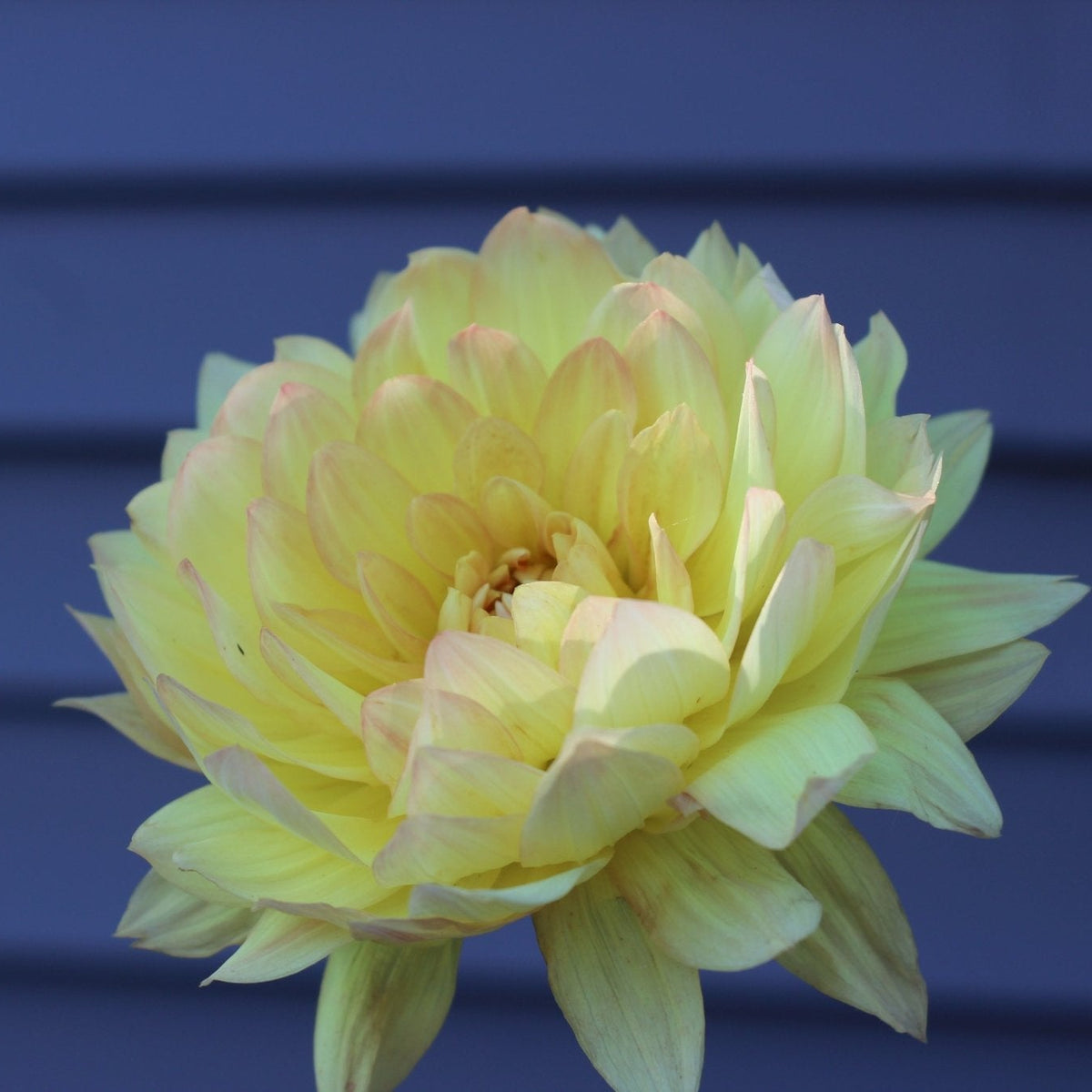 Linna - Freese Flower Farm