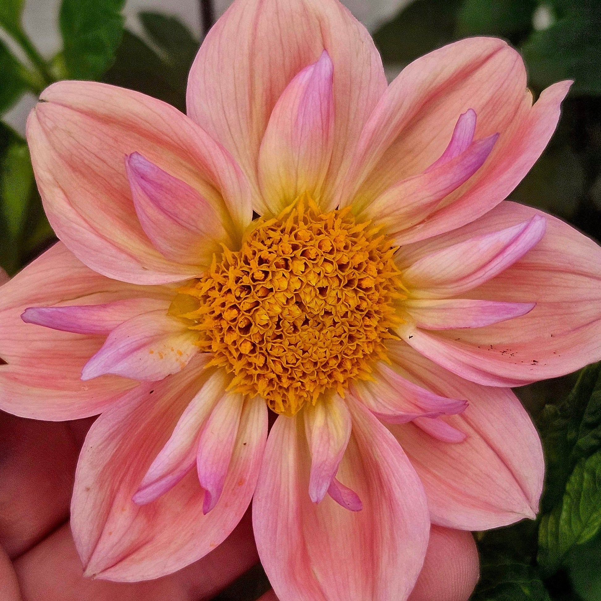 Lothlorien - Freese Flower Farm