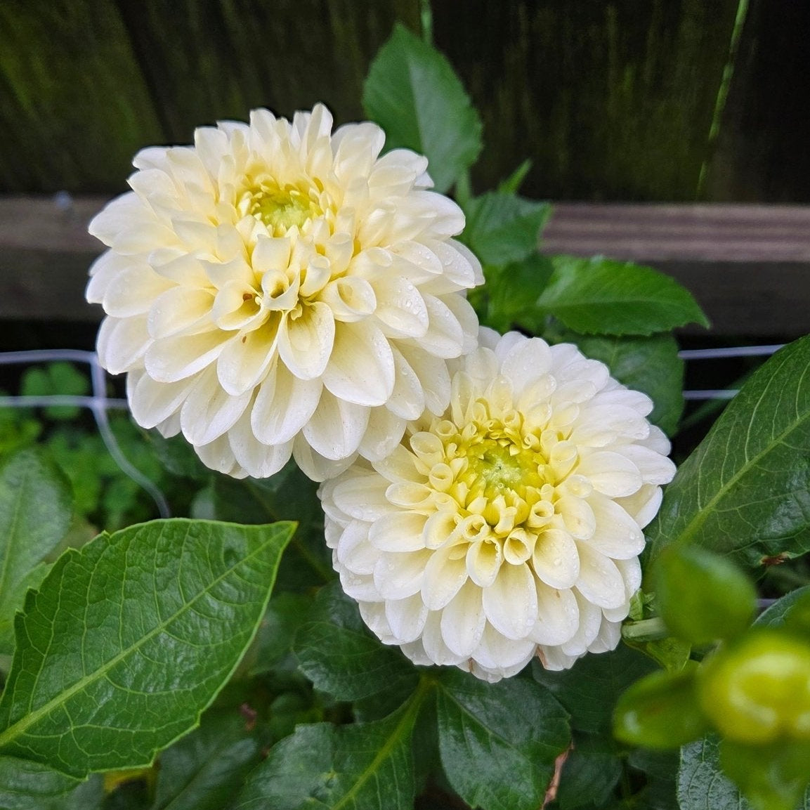 Madeline Moon - Freese Flower Farm