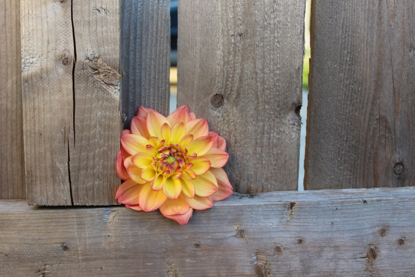 Melody Dora - Freese Flower Farm