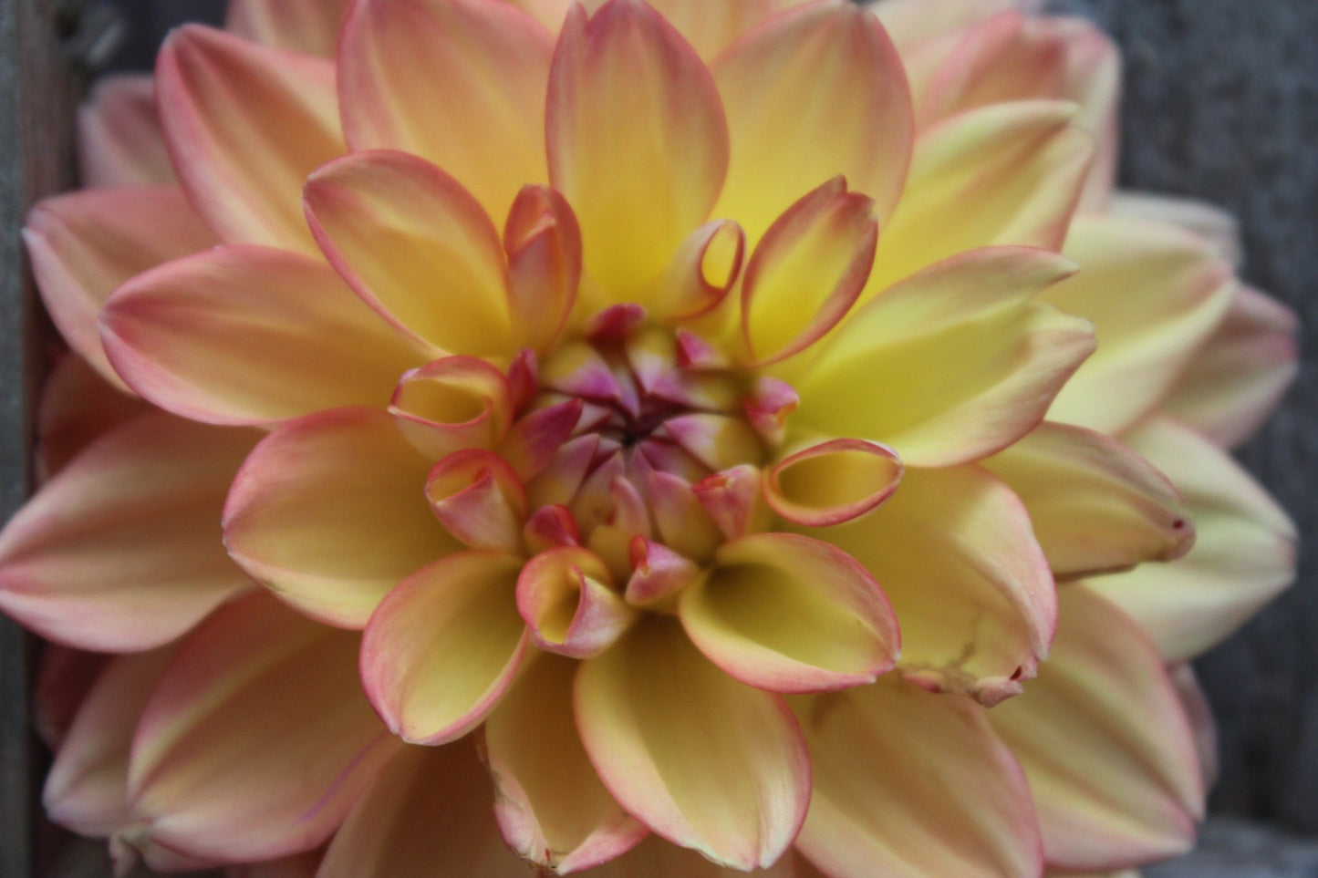 Melody Dora - Freese Flower Farm