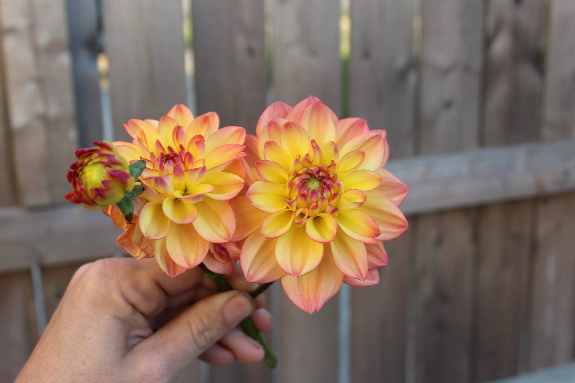 Melody Dora - Freese Flower Farm