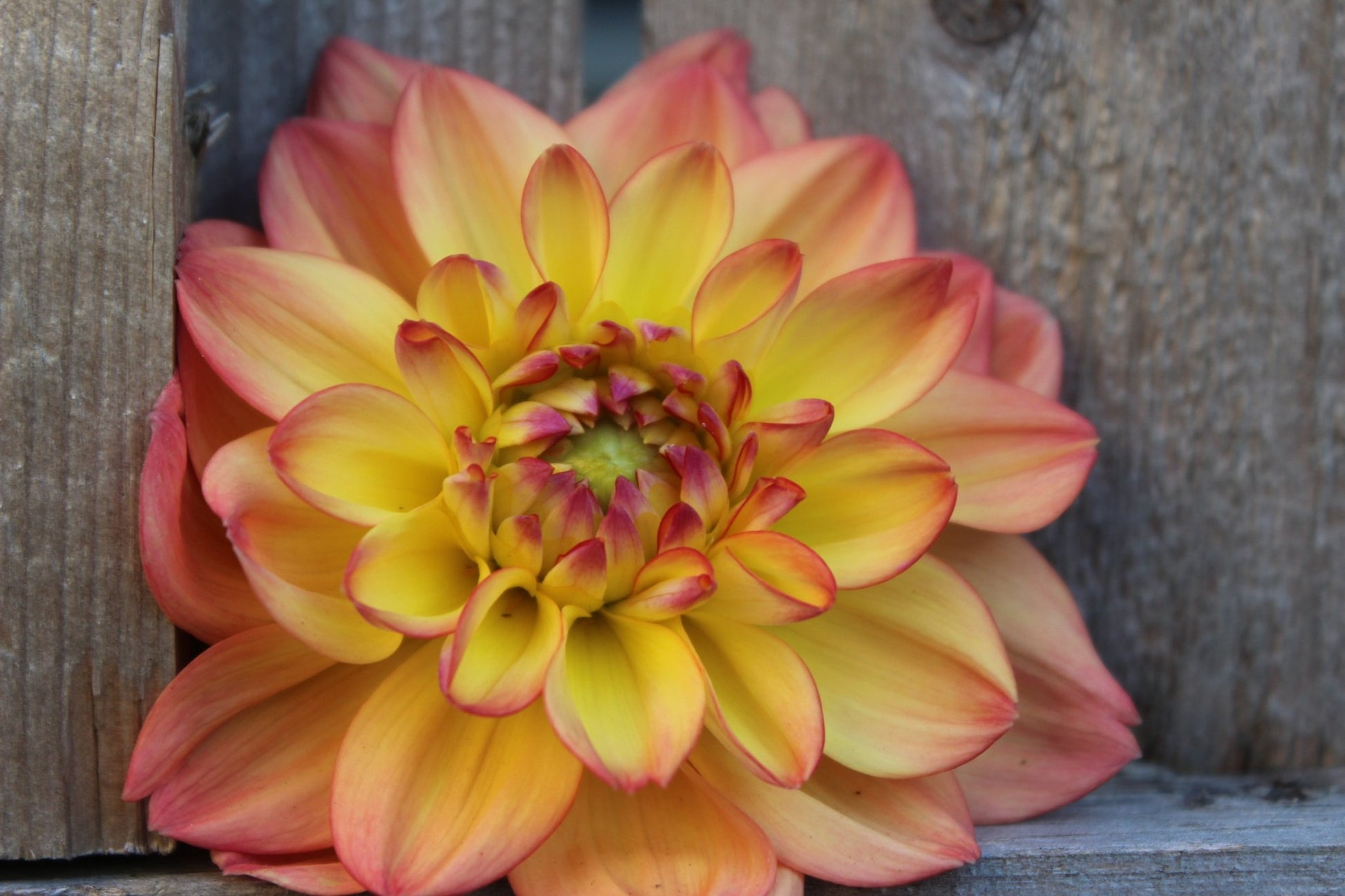 Melody Dora - Freese Flower Farm